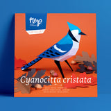 Cyanocitta Cristata: Pájaro montable