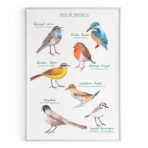 Aves de Valencia